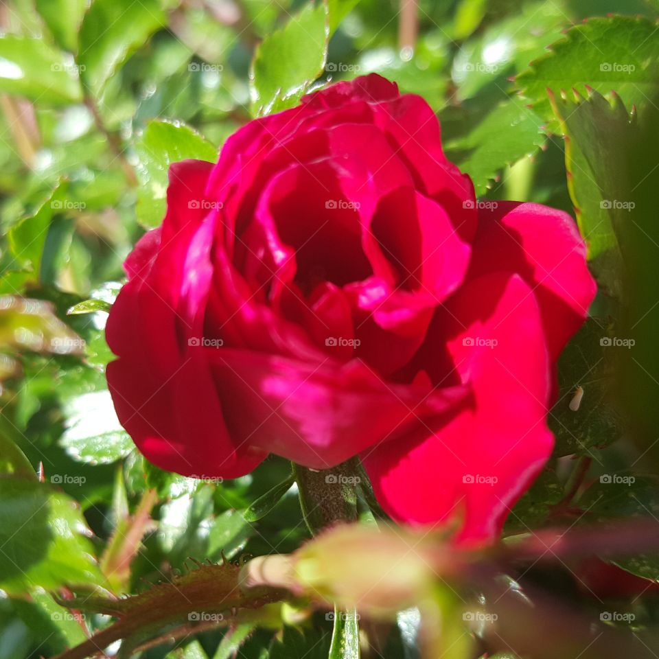 Raw Red Rose
