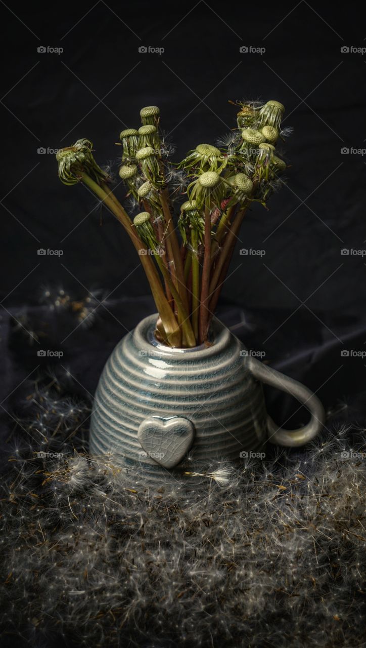 dandelion stalks still life