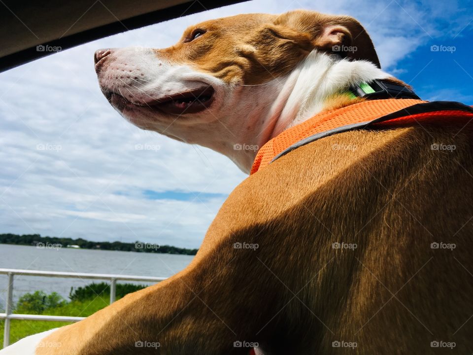 Rescue pitbull dog enjoying a car ride