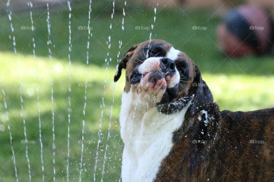 Boxer in a sprinkler 