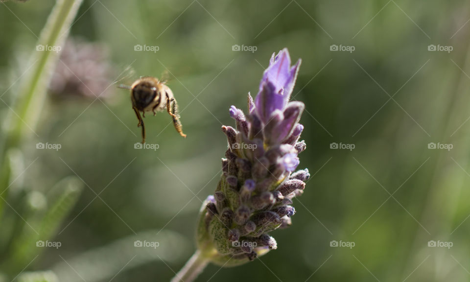 honeybee pollinating lavender flower