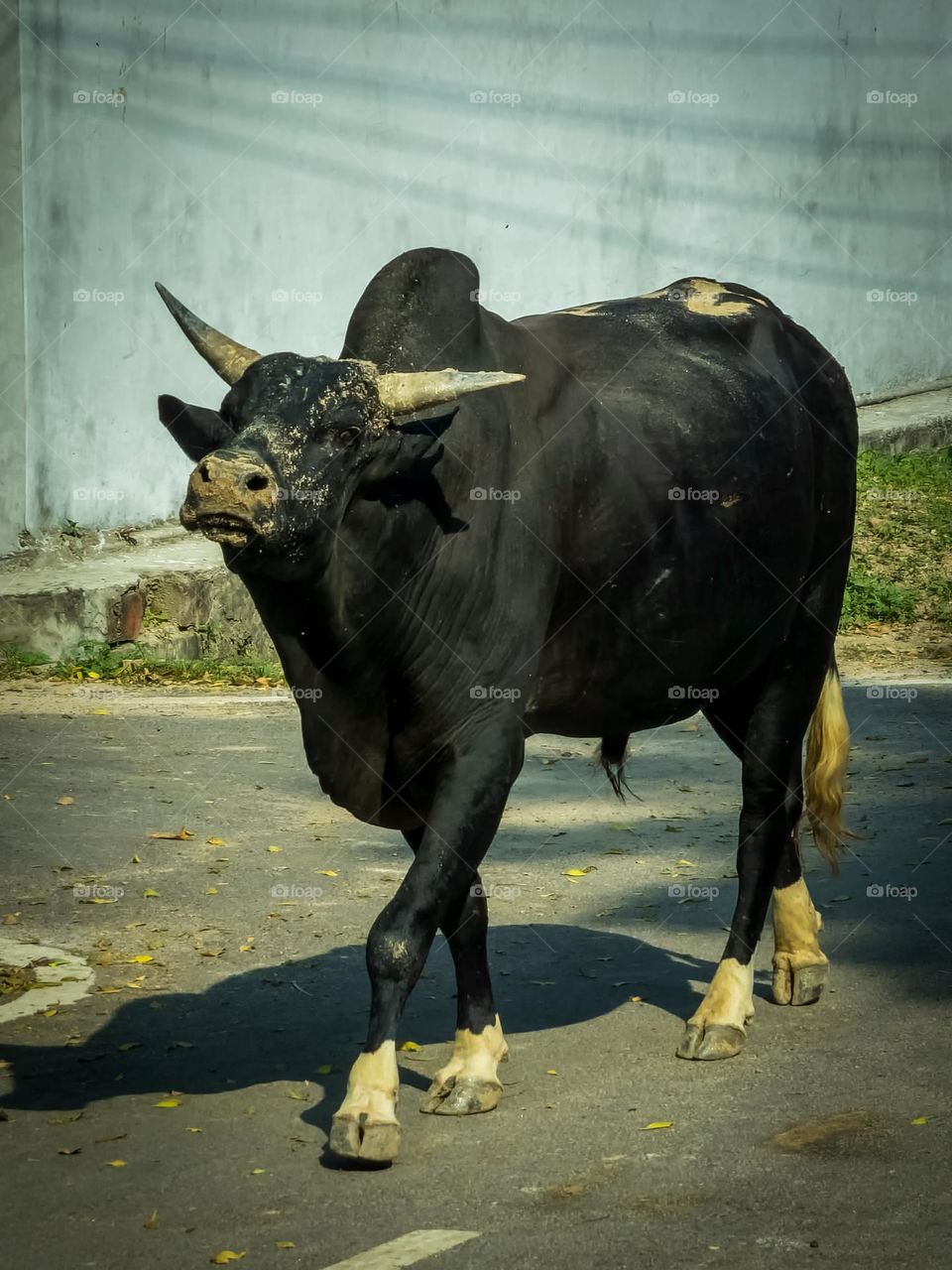 Saand formerly called in india is high on testosterone searching for cow