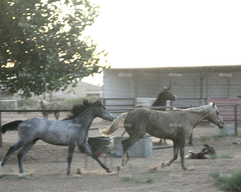 running horses