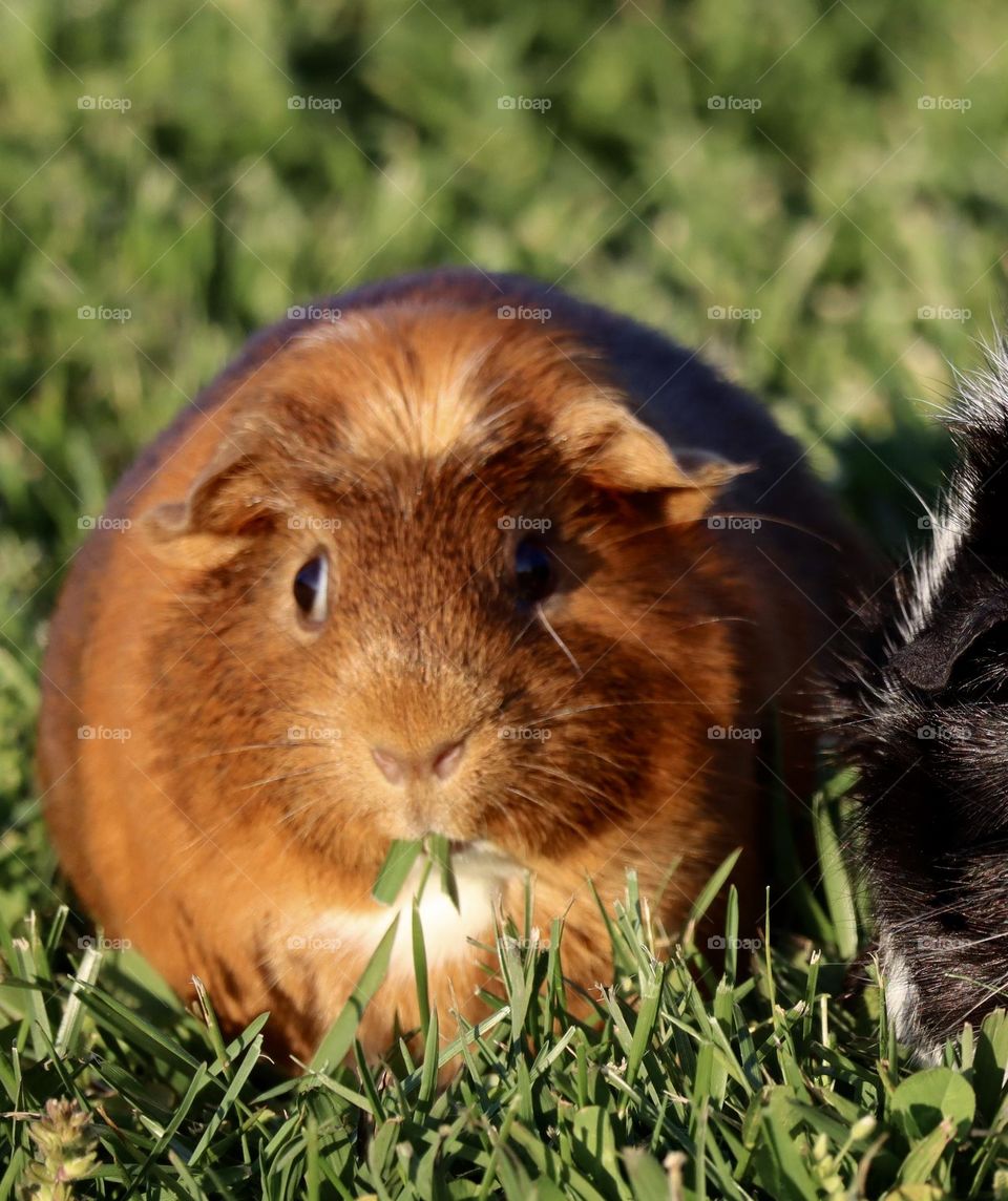 Guinea pig eating grass