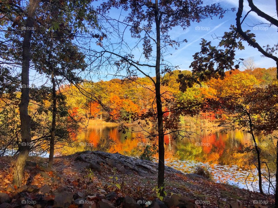 Reflection of autumn trees