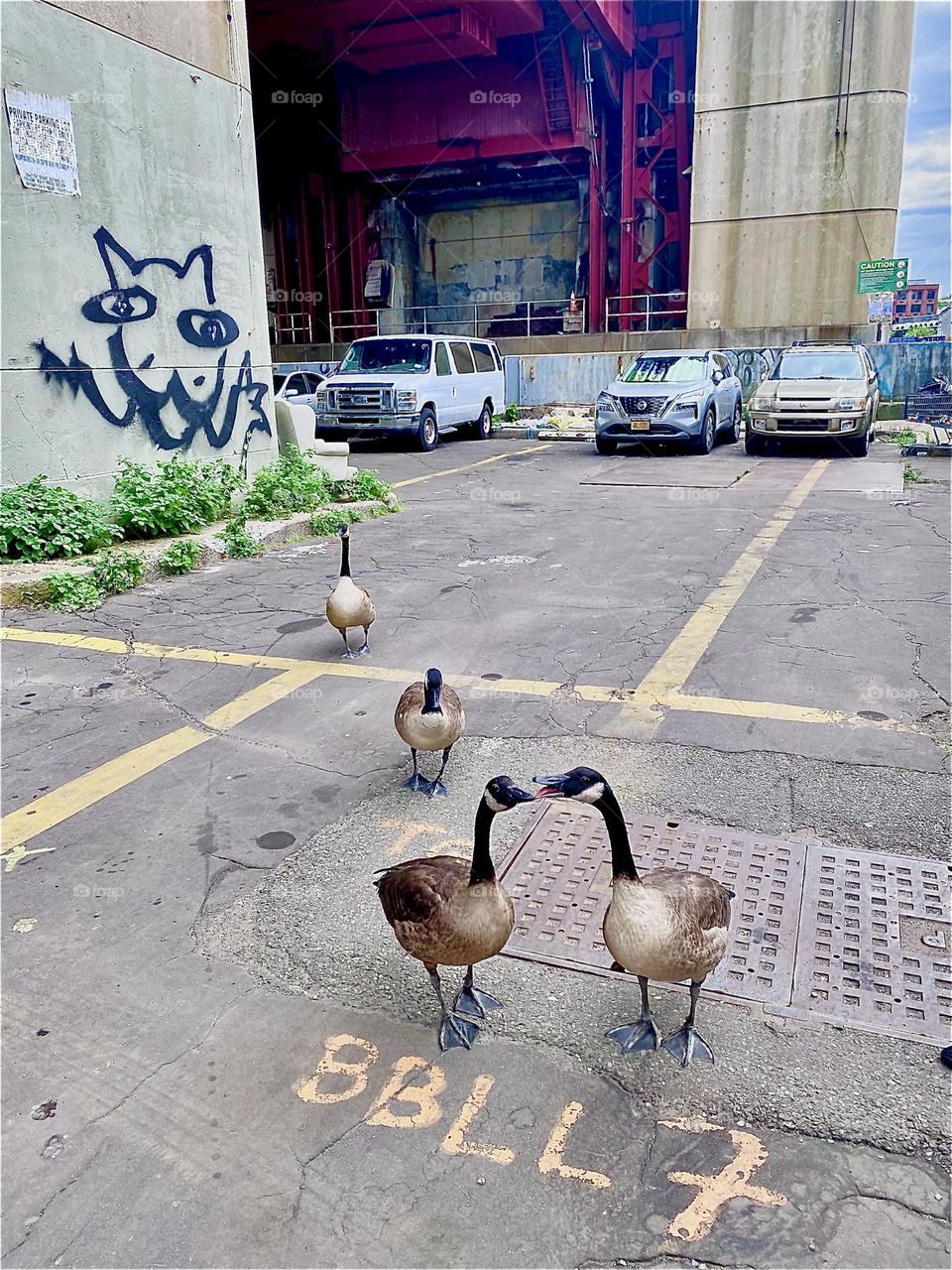 A rare sight on an overcast afternoon: Two kissing geese in the parking lot beneath the “Pulaski Bridge” at “Newtown Creek” in Long Island City, Queens, NY. 2022. Hypnotic Productions