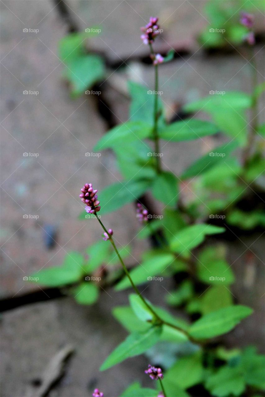 weed growing between bricks.