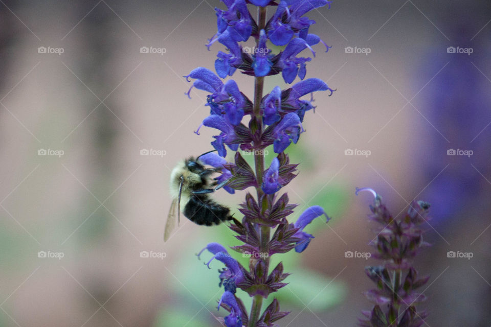 Bee on flower