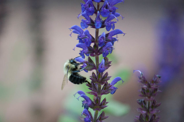 Bee on flower