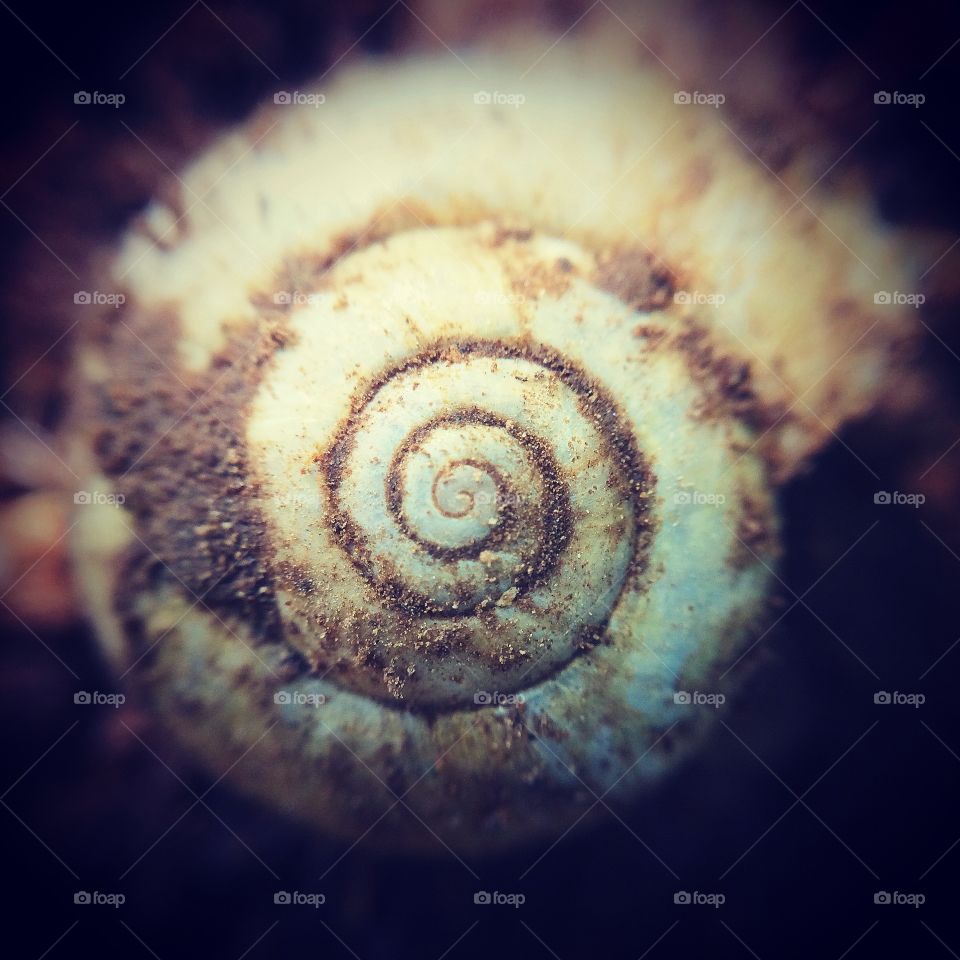 Galaxy. Beautiful snail shell, reminiscent of spiral galaxy.  A reminder of our remarkable universe.  
