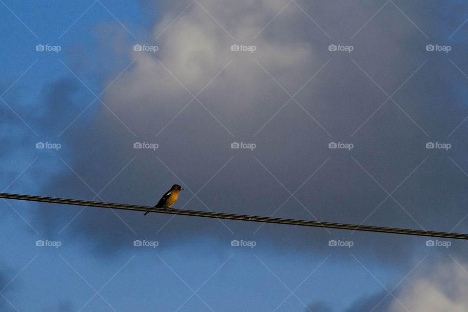 bird on a wire