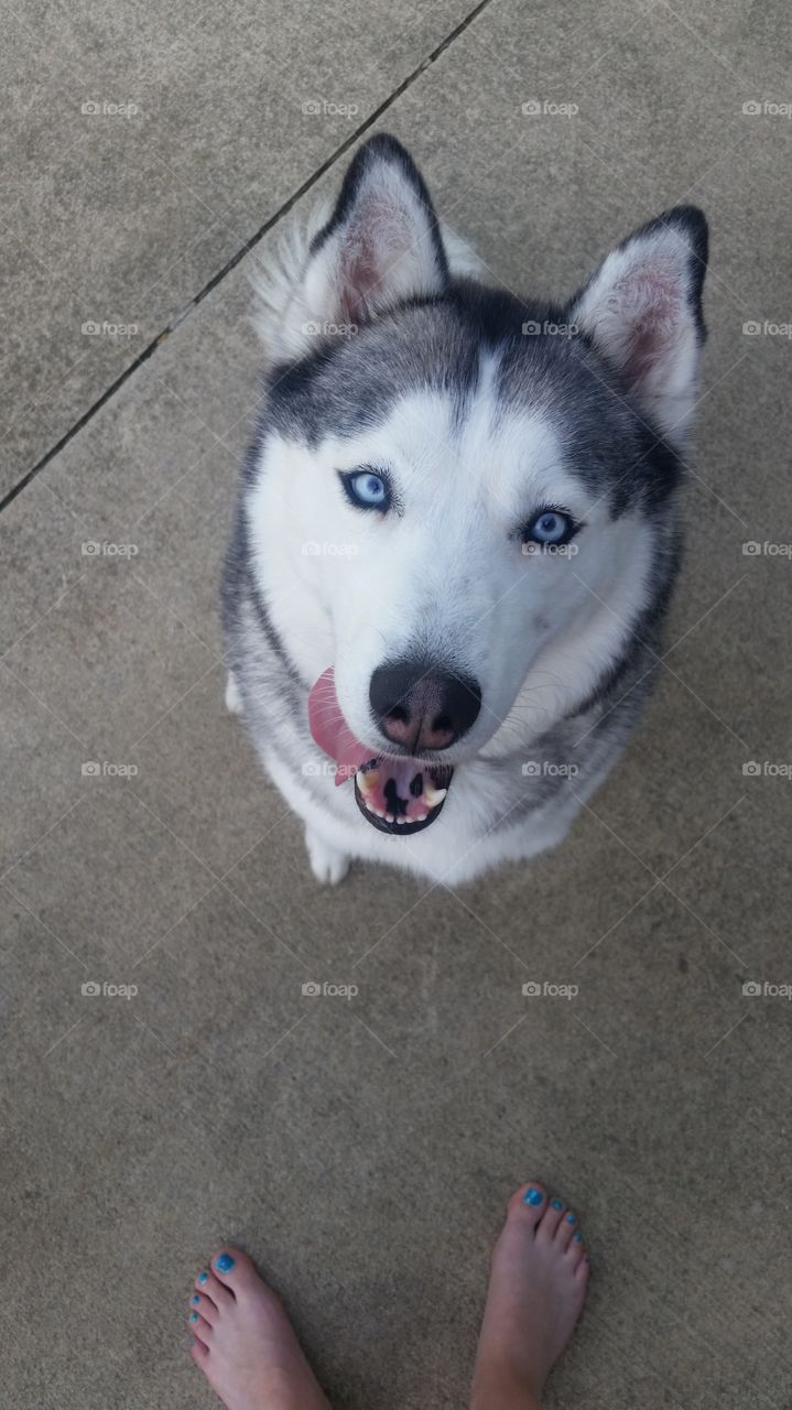 Standing beside my faithful Siberian Husky