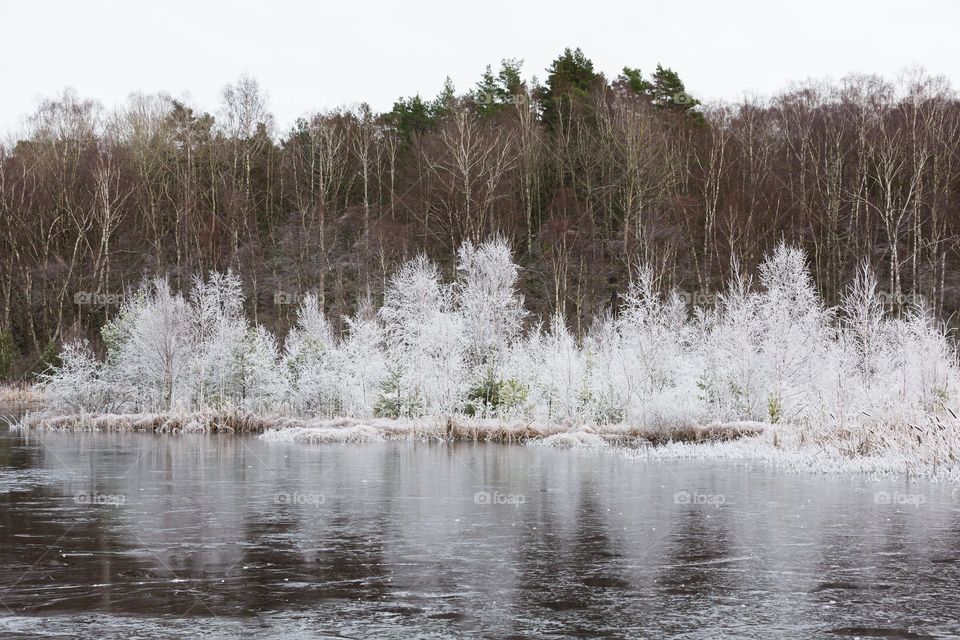 The forest by a frozen lake is partly covered with beautiful white rime frost on a cold winter day 