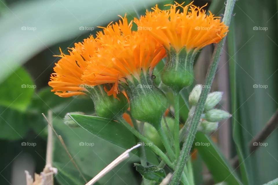 flowers