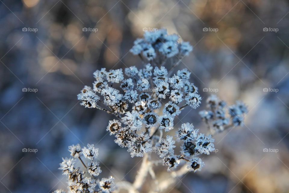 plants and flowers frozen outside in the garden. icy frost covers the stems and leaves of flowers in the form of micro-icicles.