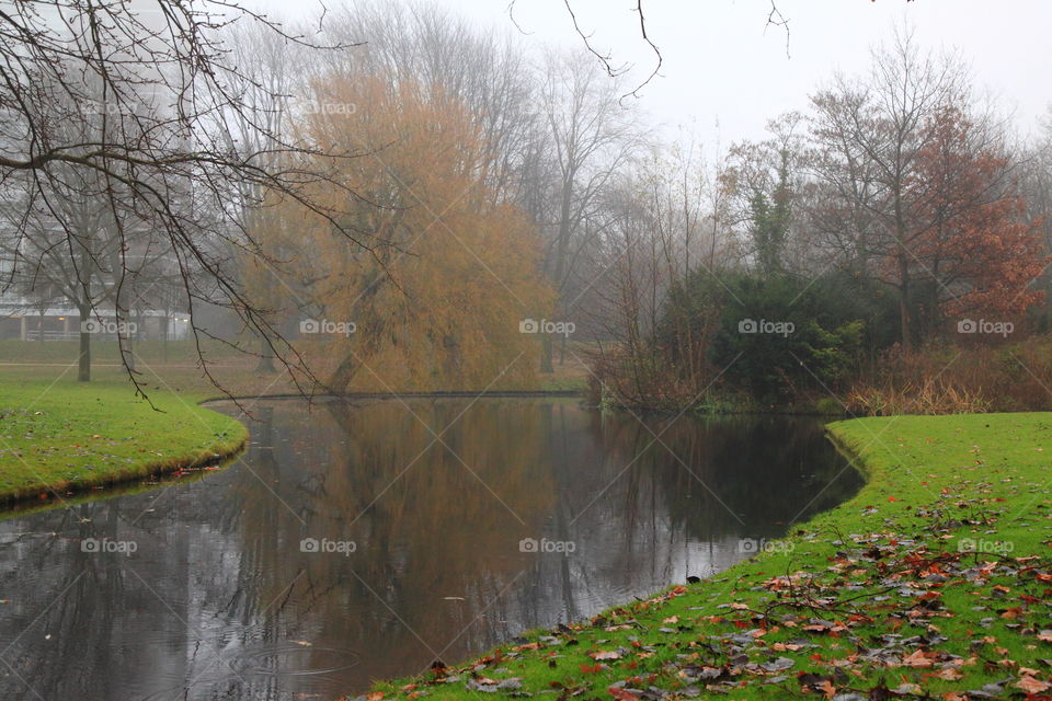 foggy morning and dense garden