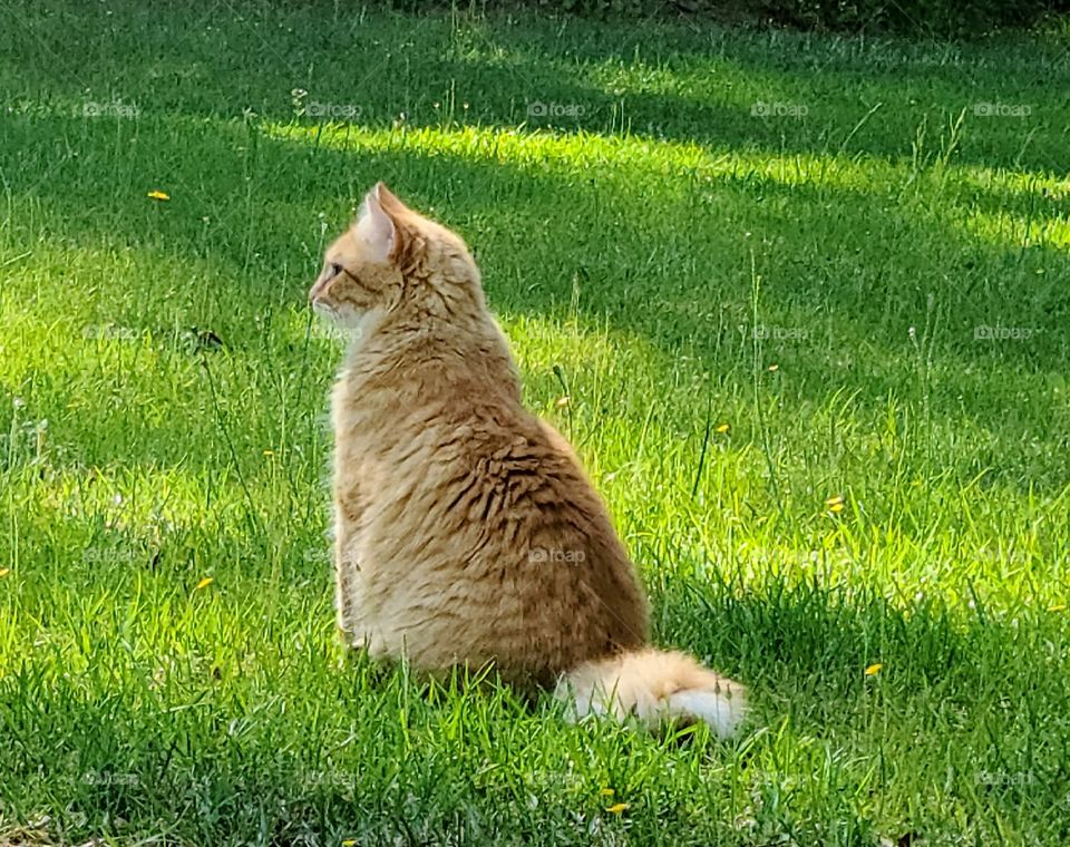 Sammy Enjoying Spring - Disfrutando la Primavera.
