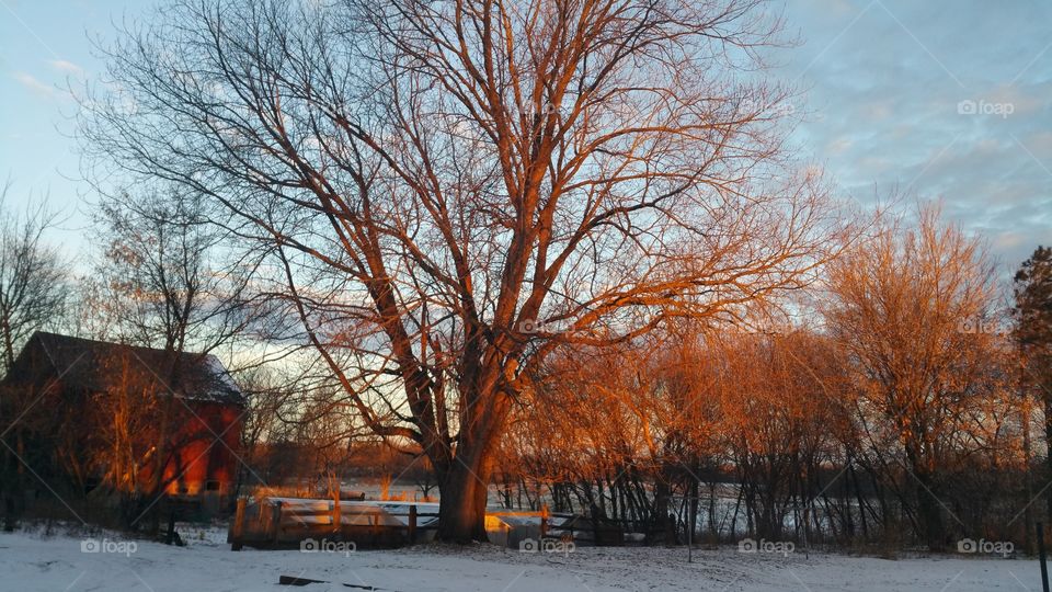 sunrise in the backyard