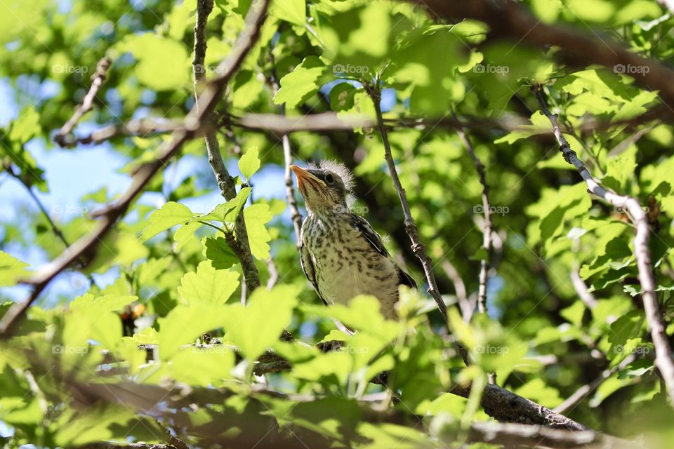 Baby Mockingbird With A Mohawk