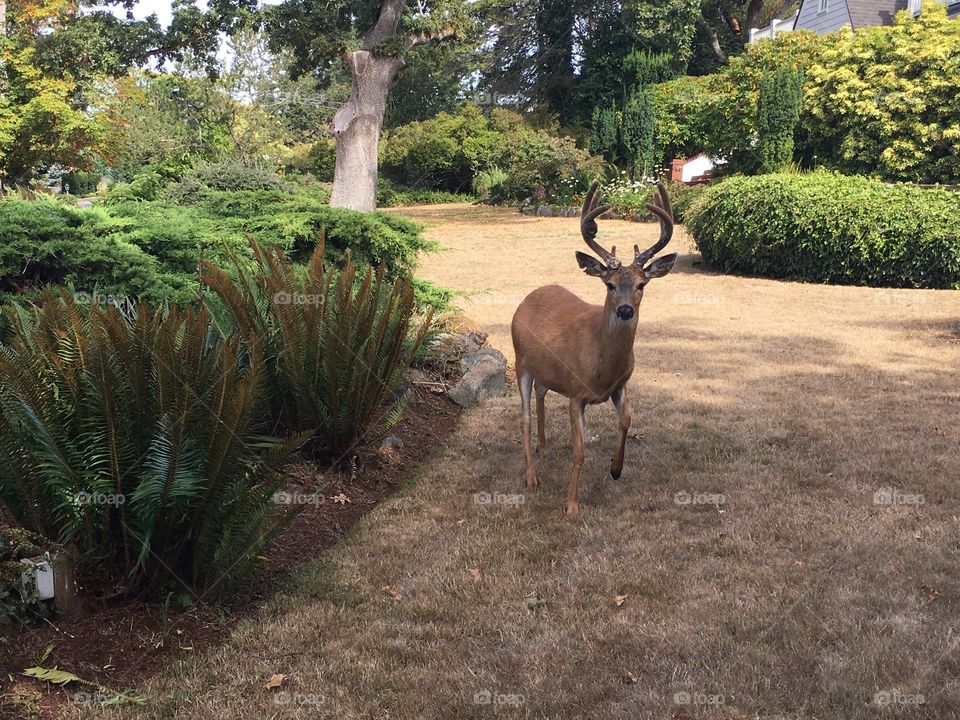 Deer wondering in the town