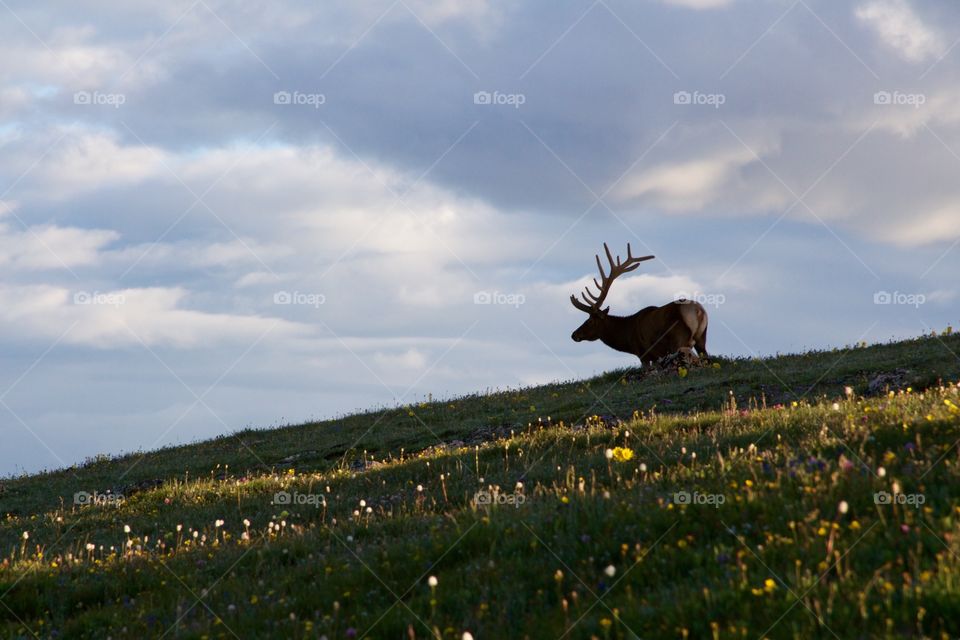 Wild elk in the Rocky Mountains