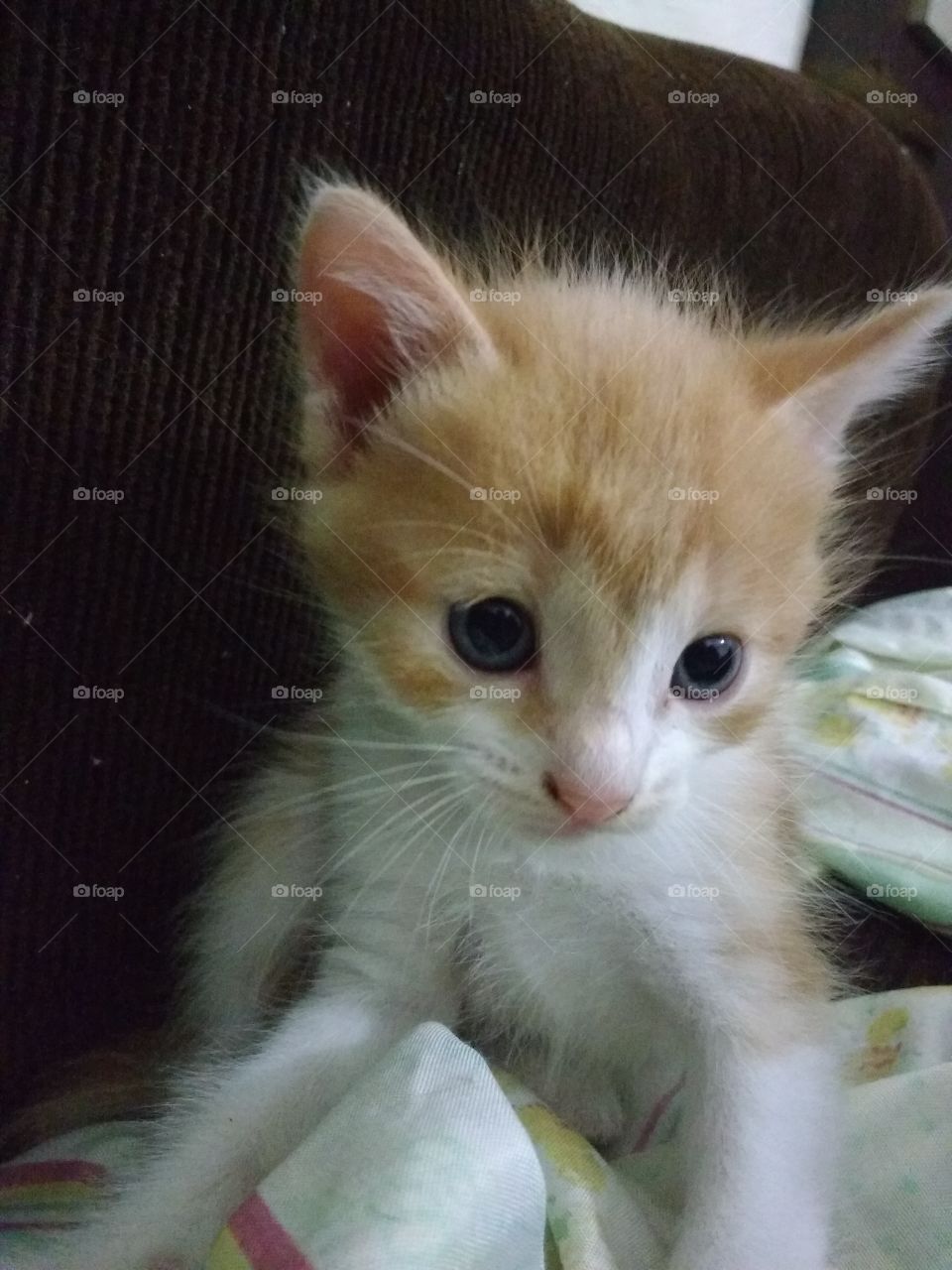 kitten