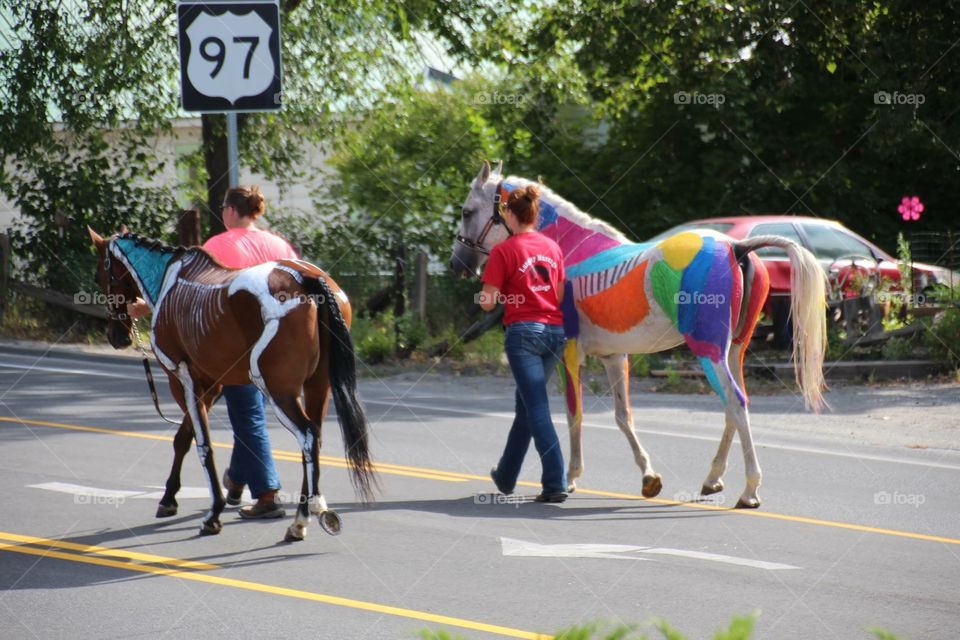 equine anatomy lesson