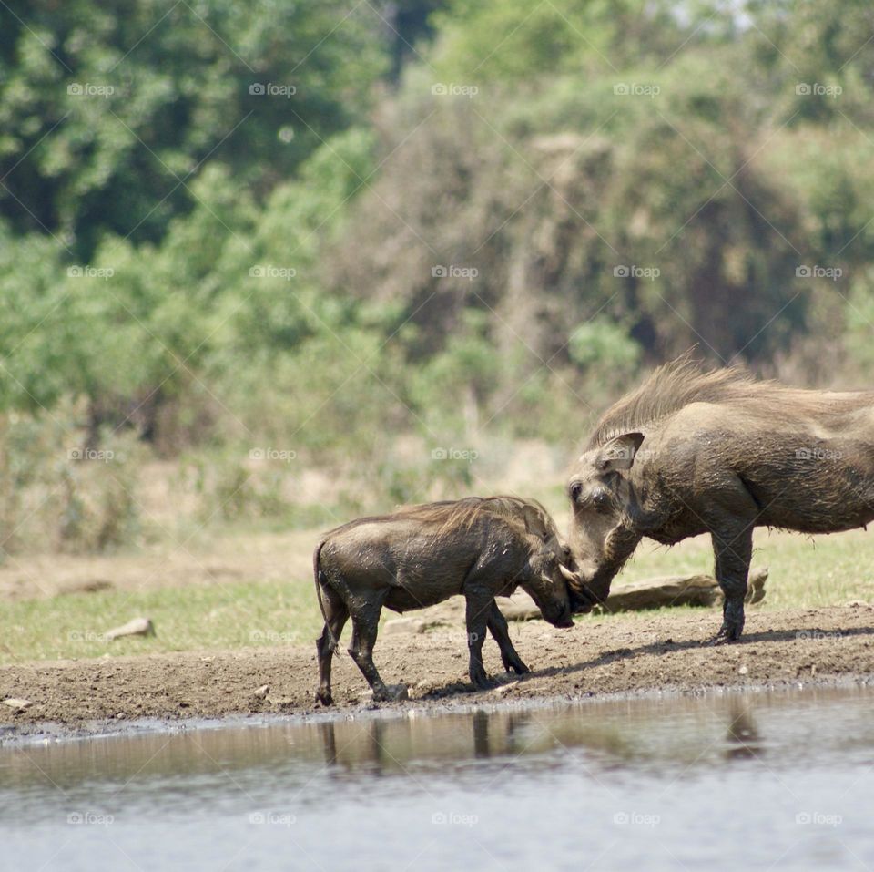 A touching moment between a parent and baby warthog - they touched heads like this for a few seconds