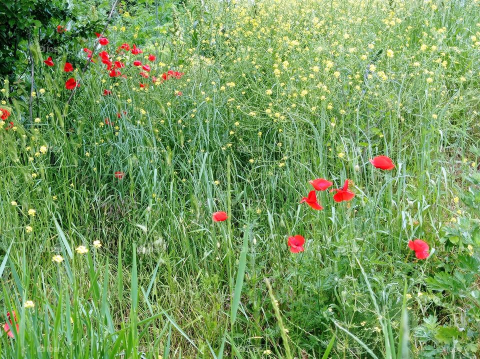 Flower meadow in the forest. Sunny day.