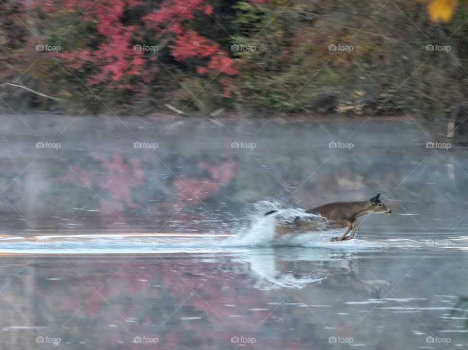 Deer Crossing Lake Accotink