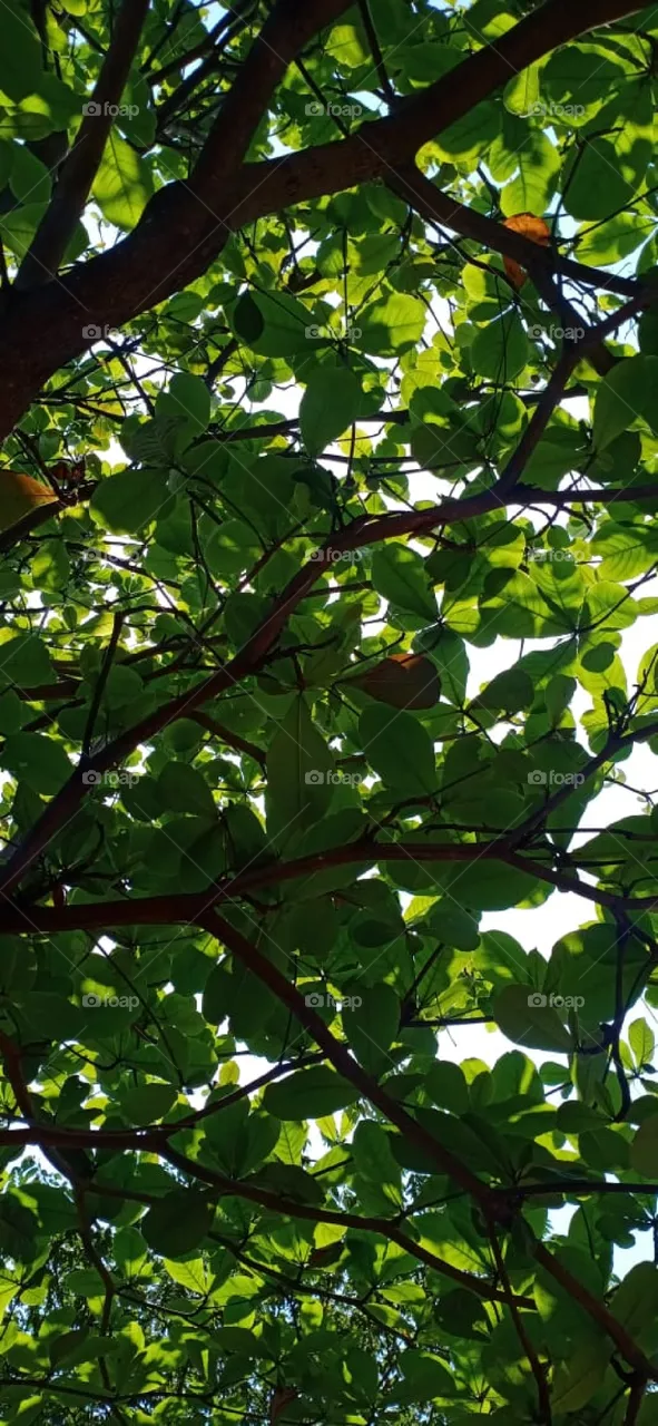 greenleaves
