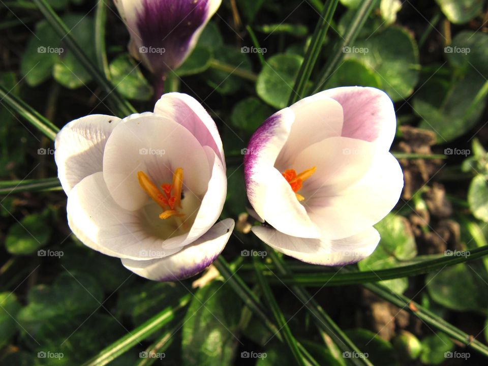 crocus