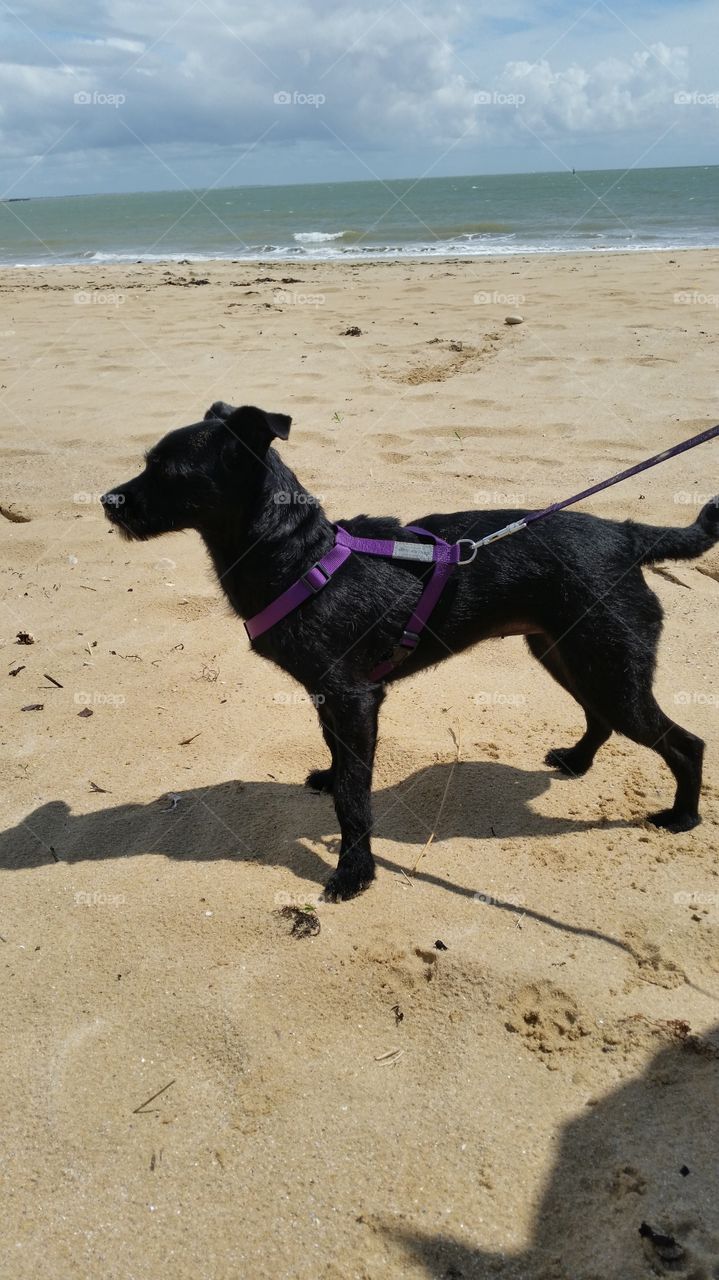 dog on the beach