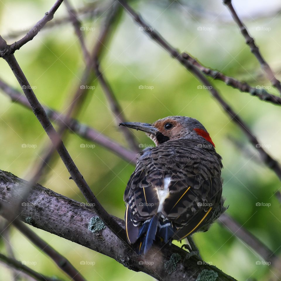 Northern Flicker