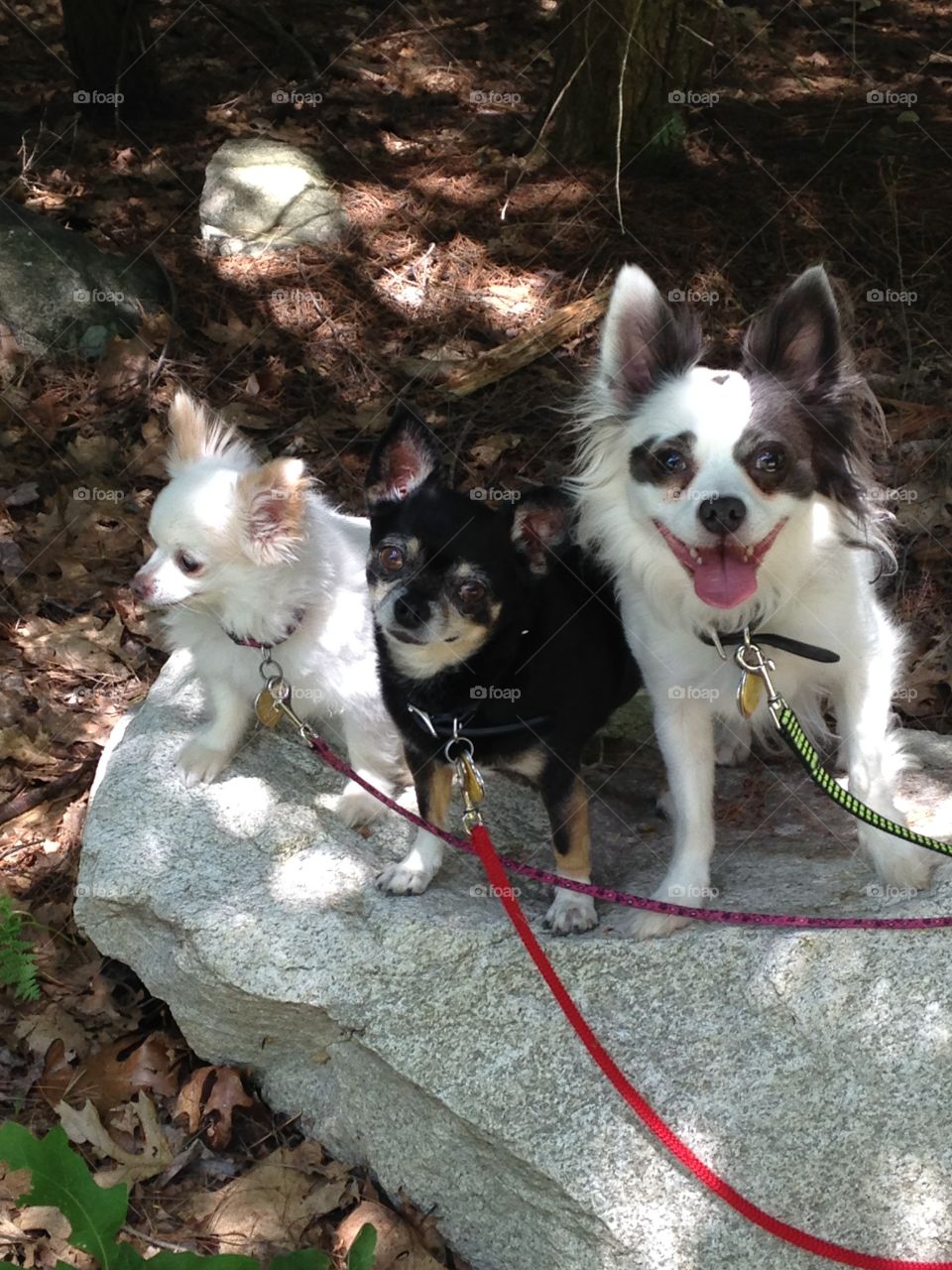Dogs. Chihuahuas walking in Mines Falls Park
