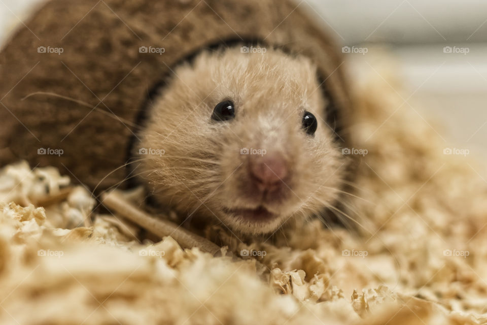 Hamster (focus on eyes with shallow depth of field)