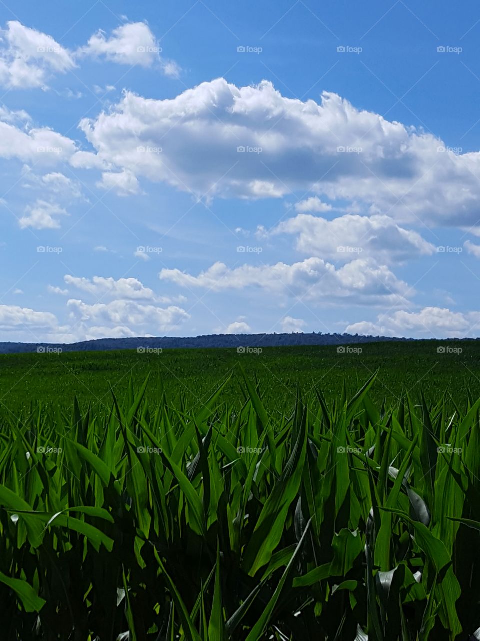 View of field