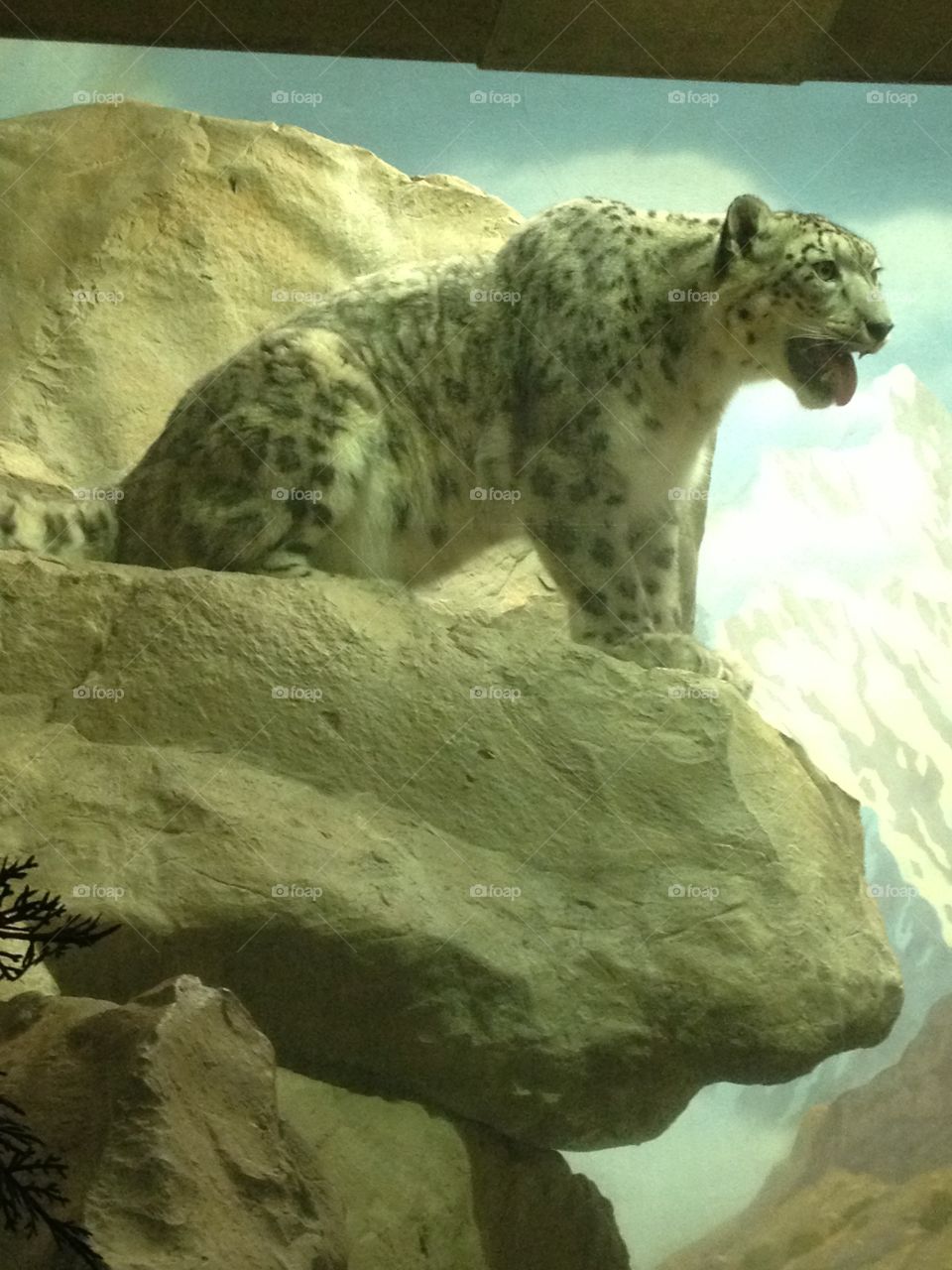 Mama snow leopard 
