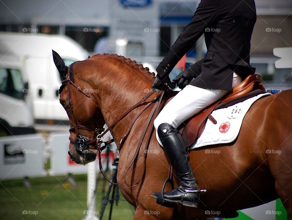 This a photo I Took at the  International show Jumping of Maubeuge, in France 