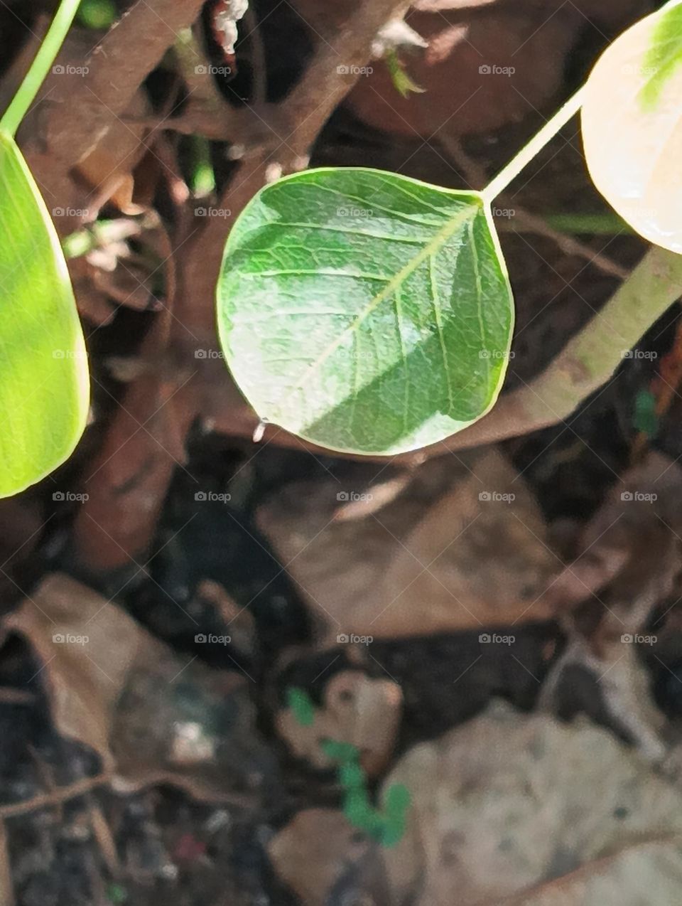 Leaf