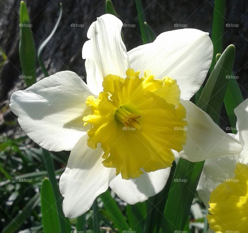 daffodils