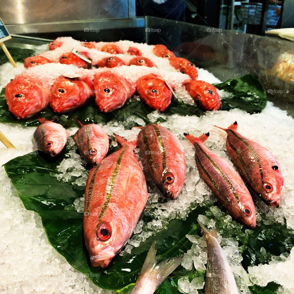 Fish at Market