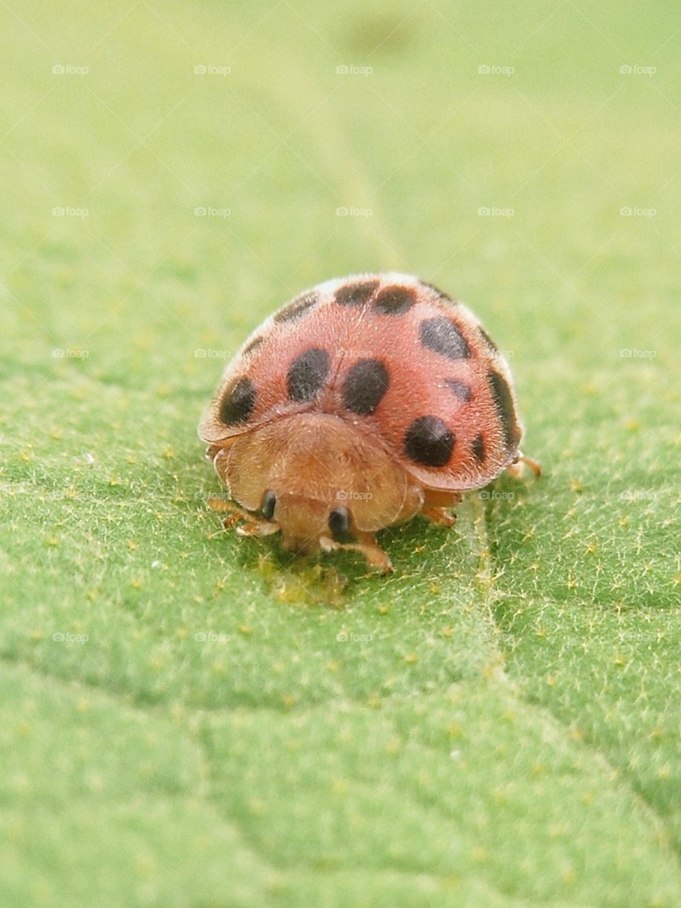 Ladybugs have distinctive color patterns, which serve as warning colors, camouflage, attracting mates, or regulating heat.