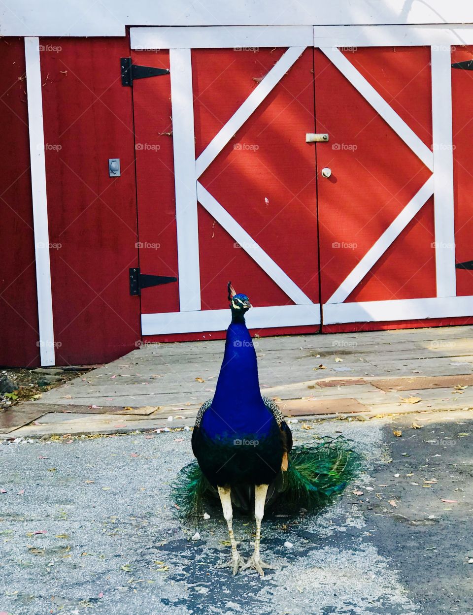 Stand proud with colors 