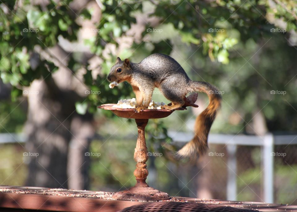 Close-up of squirrel eating