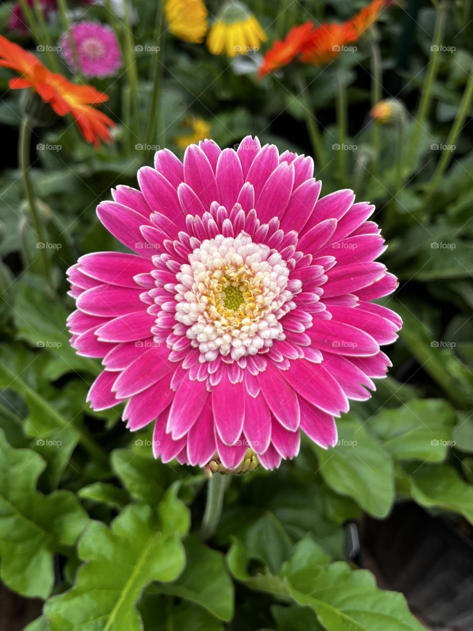 Pink Gerber Daisy