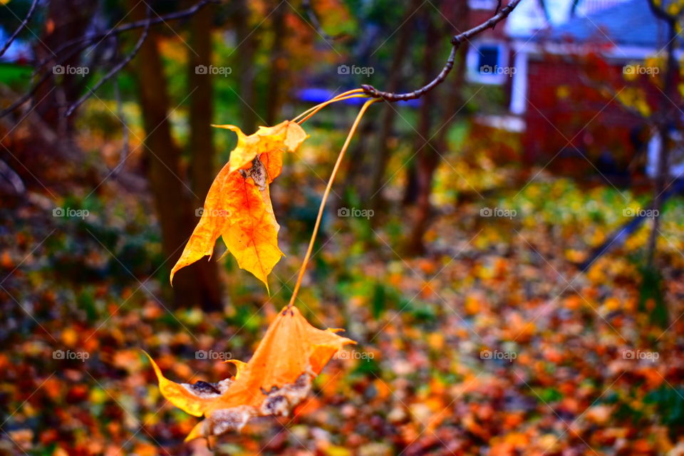 Fall, Leaf, Nature, Maple, Tree