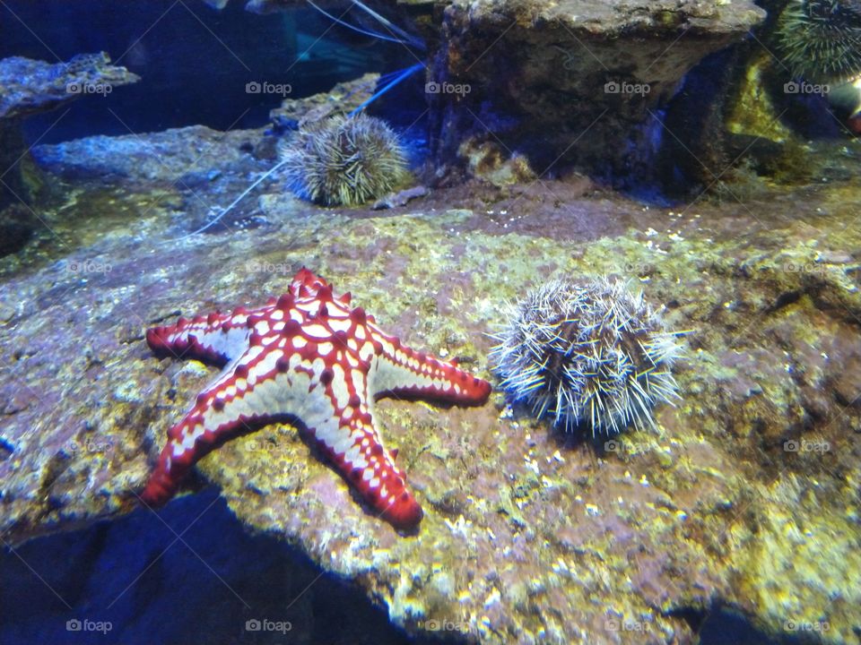 Under the sea
Under the sea
Darling it's better
Down where it's wetter
Take it from me
Up on the shore they work all day
Out in the sun they slave away
While we devotin'
Full time to floatin'
Under the sea 🎼