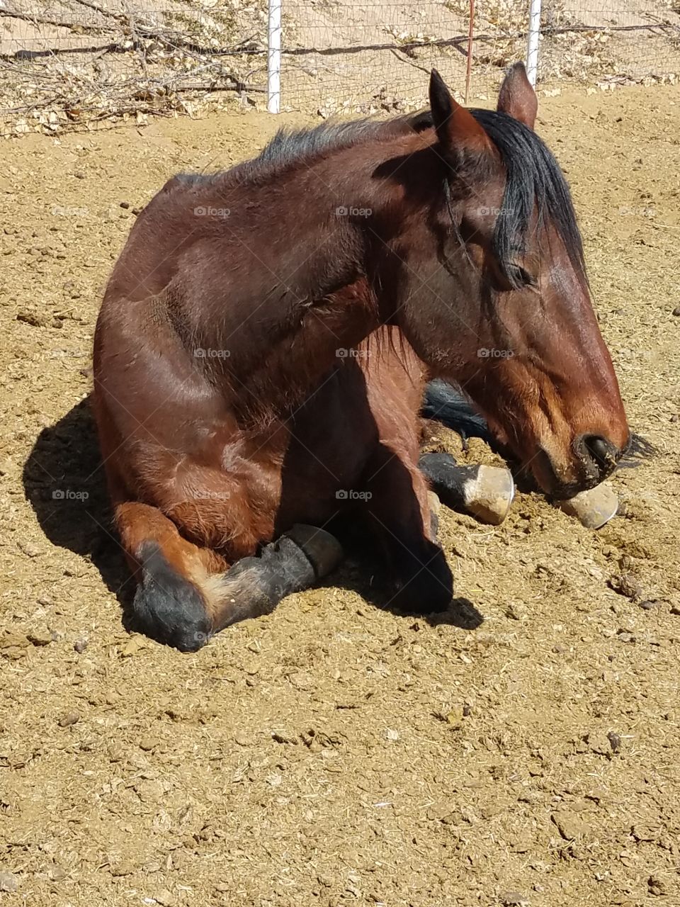 One relaxing horse