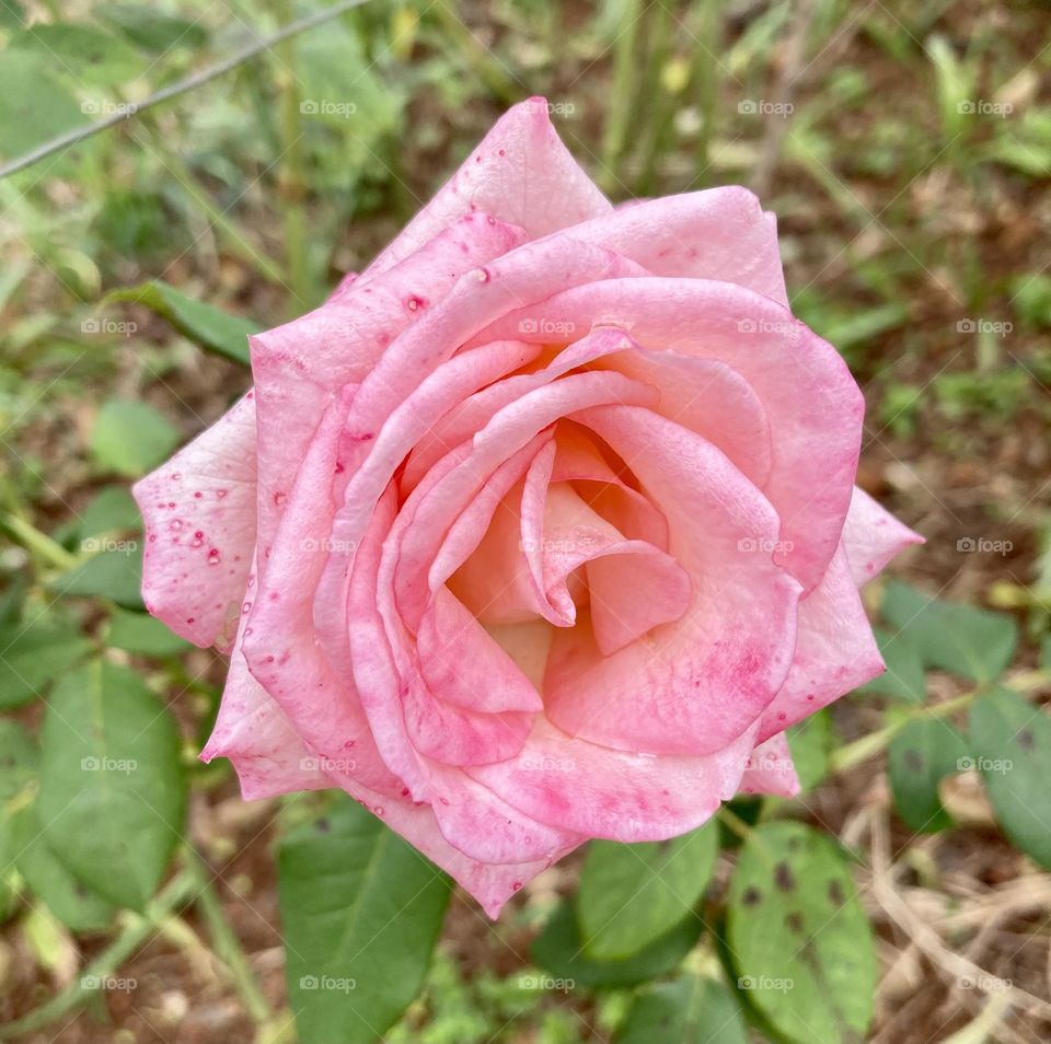 🌹 🇺🇸 Very beautiful flowers to brighten our day.  Live nature and its beauty. Did you like the delicate petals? / 🇧🇷 Flores muito bonitas para alegrar nosso dia. Viva a natureza e sua beleza. Gostaram das pétalas delicadas? 